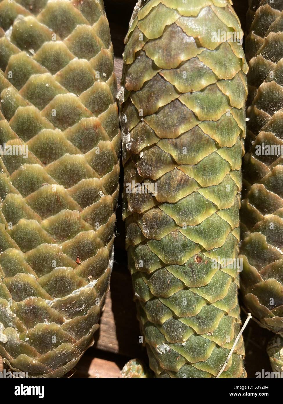 a bunch of green fir cones - Smartphone Captured Stock Image