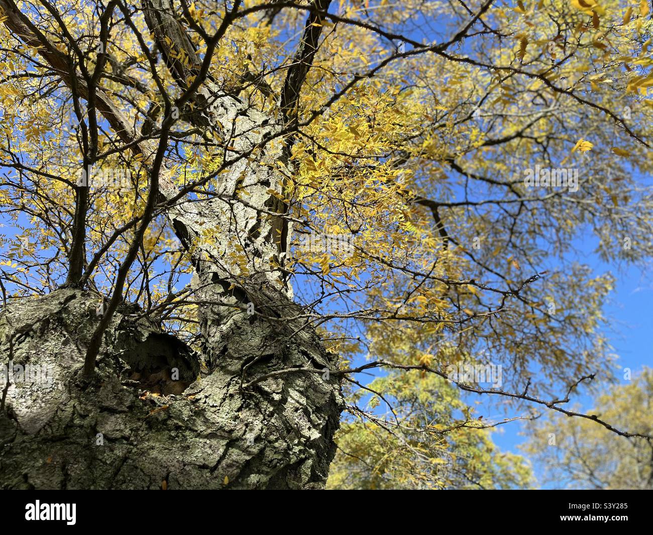 Yellow leaves tree with blue sky at the park Stock Photo - Alamy