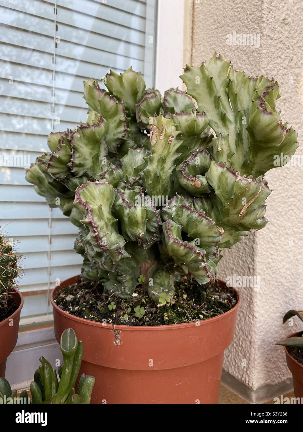 Mottled spurge plant on a window ledge - Smartphone Captured Stock Image