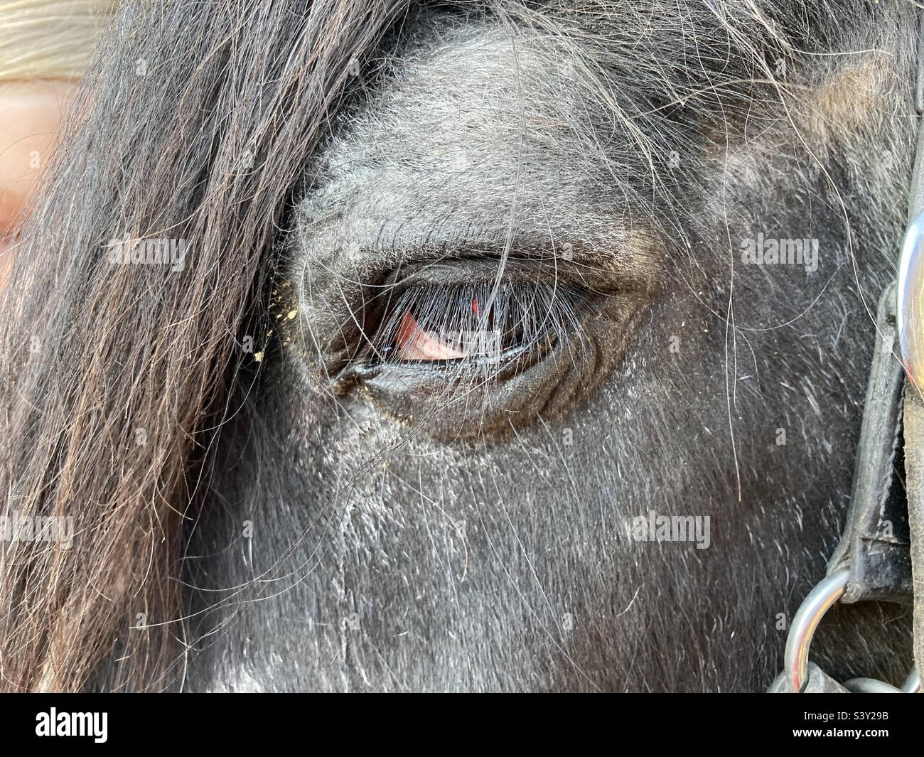 The eye and mane of a horse - Smartphone Captured Stock Image