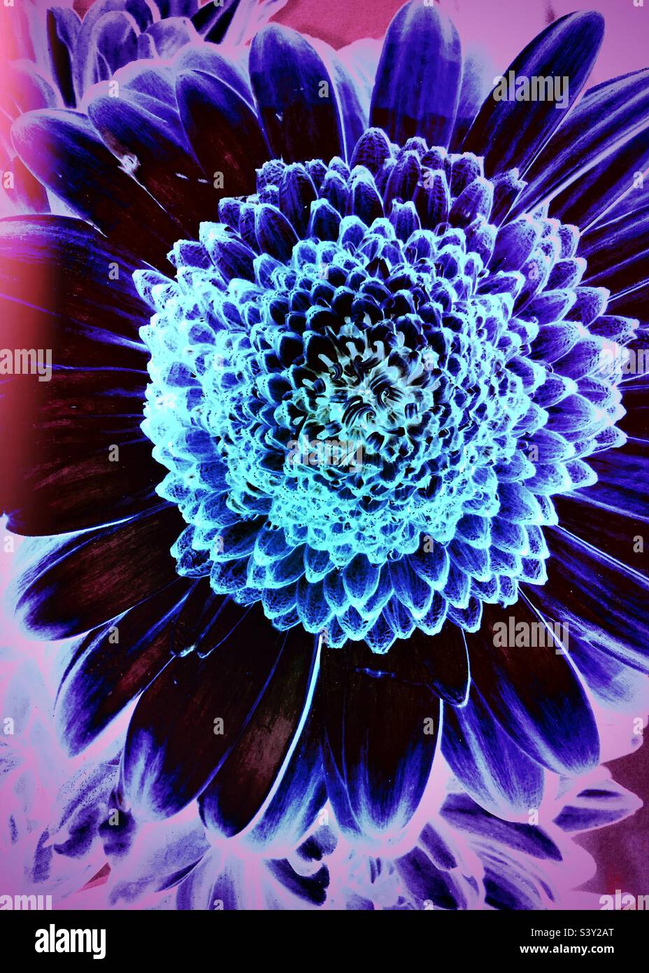 Chrysanthemum flower closeup with surreal indigo blue effect Stock Photo
