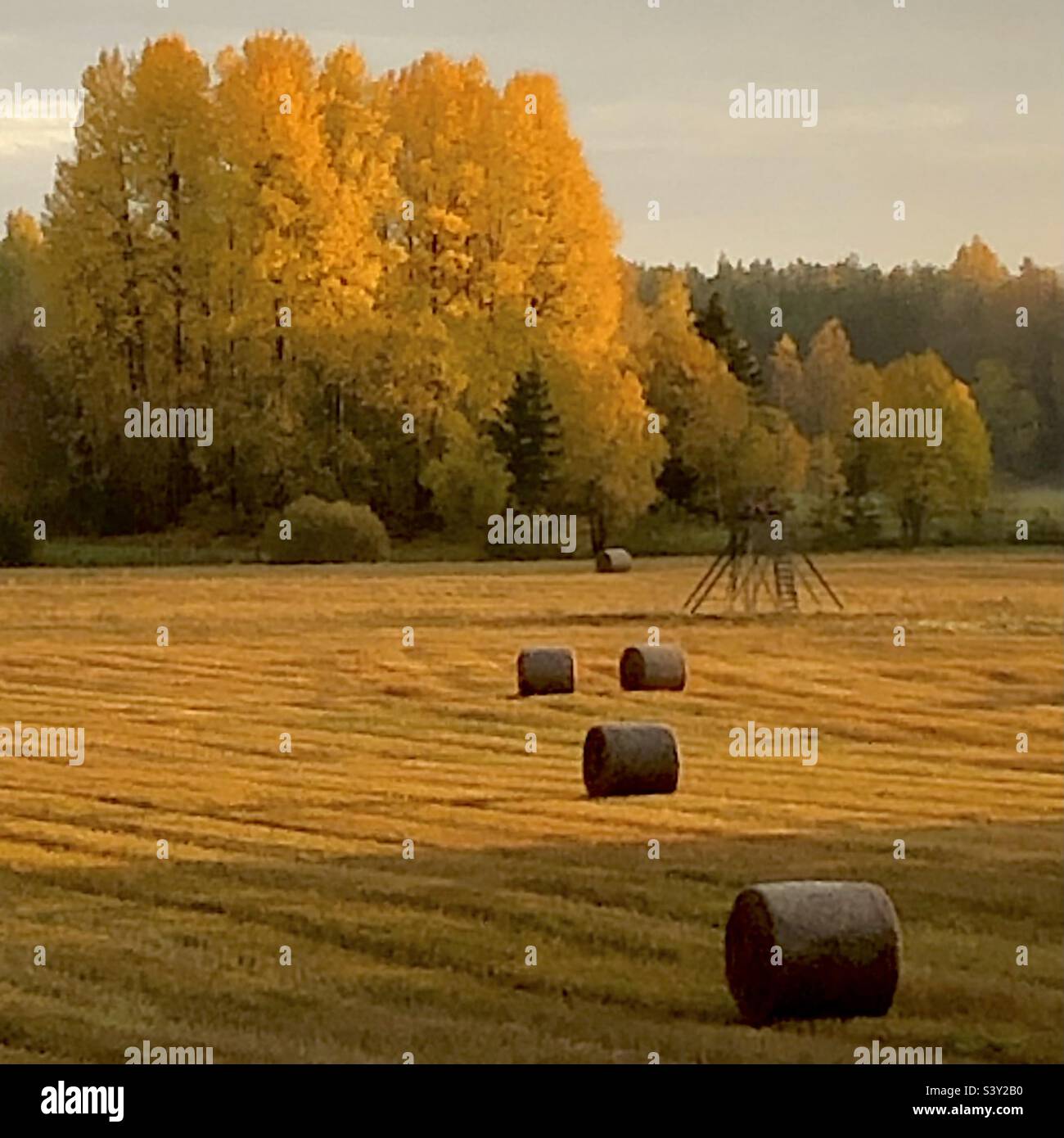 In the background are aspens with autumn colored leaves and in the foreground are hay bales. Evening sun. - Smartphone Captured Stock Image