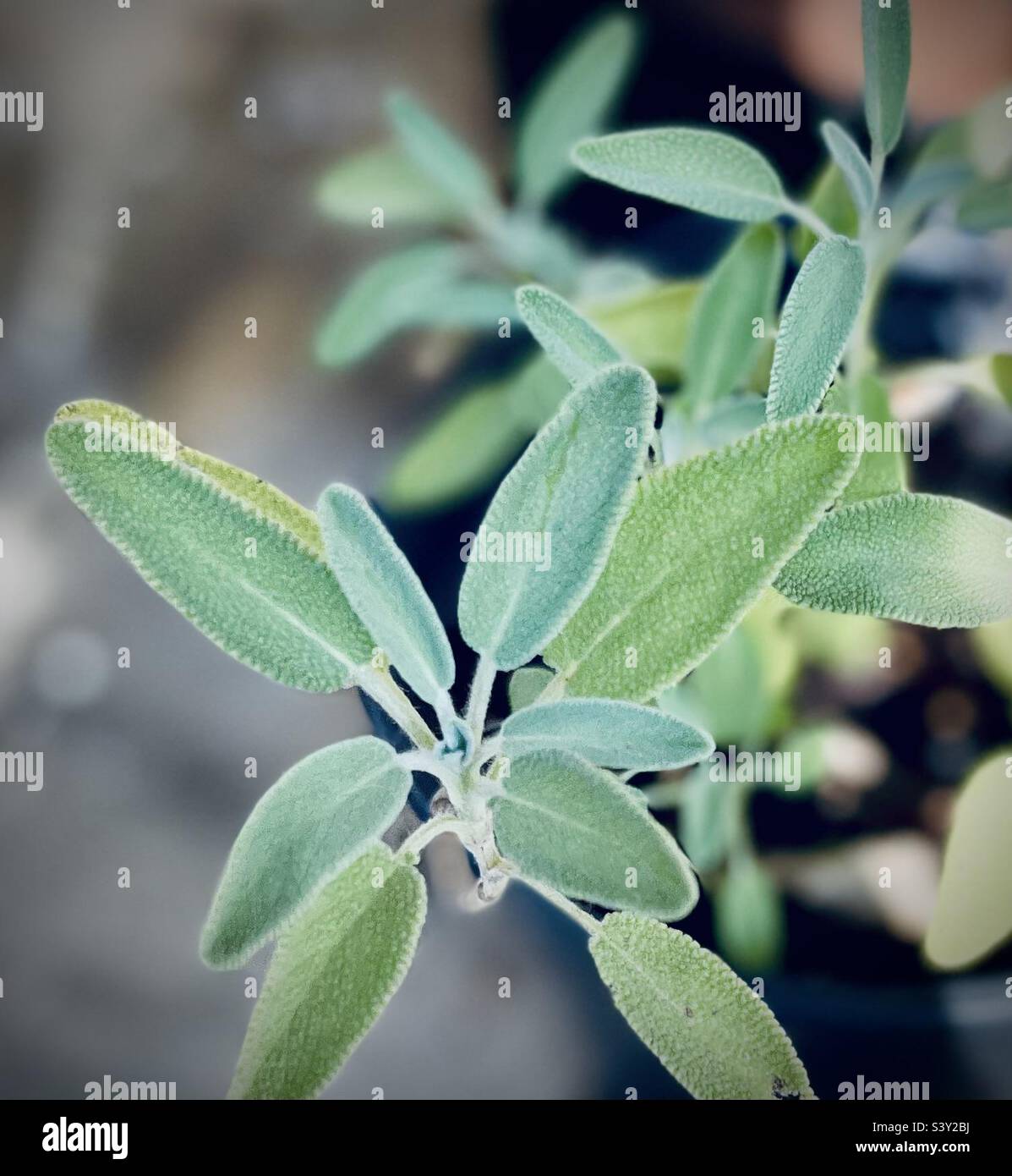 Green sage plant grown from seed Stock Photo - Alamy