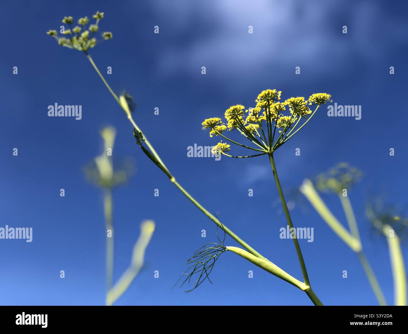 Florence Fennel Zefa Fino also know as Finocchio herb in flower shallow
