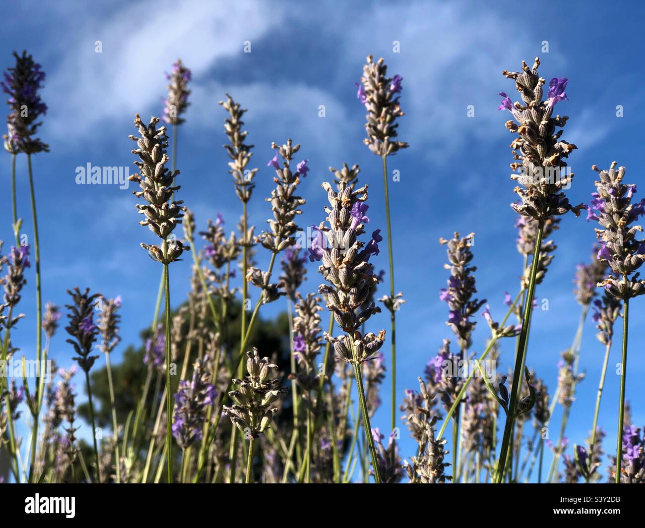 Scented Lavender Angustifolia - Smartphone Captured Stock Image
