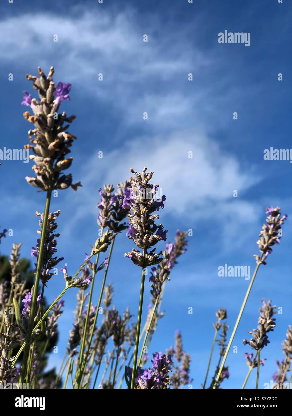 Scented Lavender Angustifolia - Smartphone Captured Stock Image