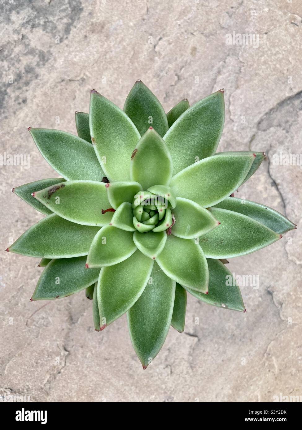 Lipstick Echeveria on a stone background - Smartphone Captured Stock Image