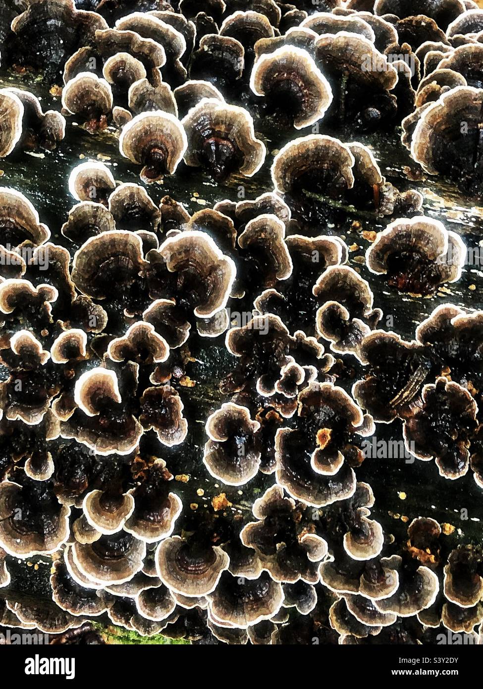 Polypore mushrooms (Trametes versicolor) in Autumn covering a fallen tree in beechwood’s near Winchester Hampshire United Kingdom - Smartphone Captured Stock Image