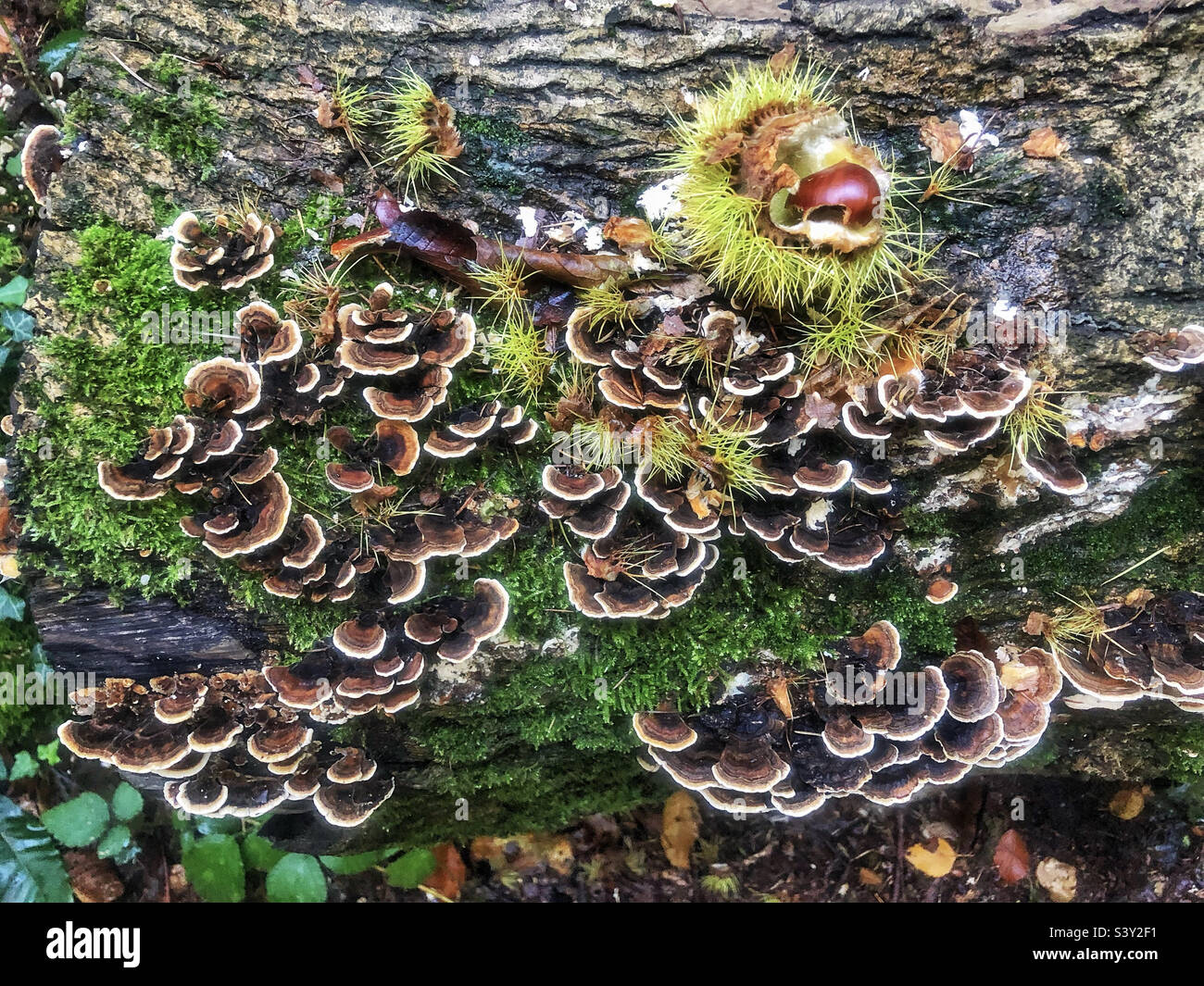 Polypore mushroom in Autumn covering a fallen tree in beechwood’s near Winchester Hampshire United Kingdom - Smartphone Captured Stock Image