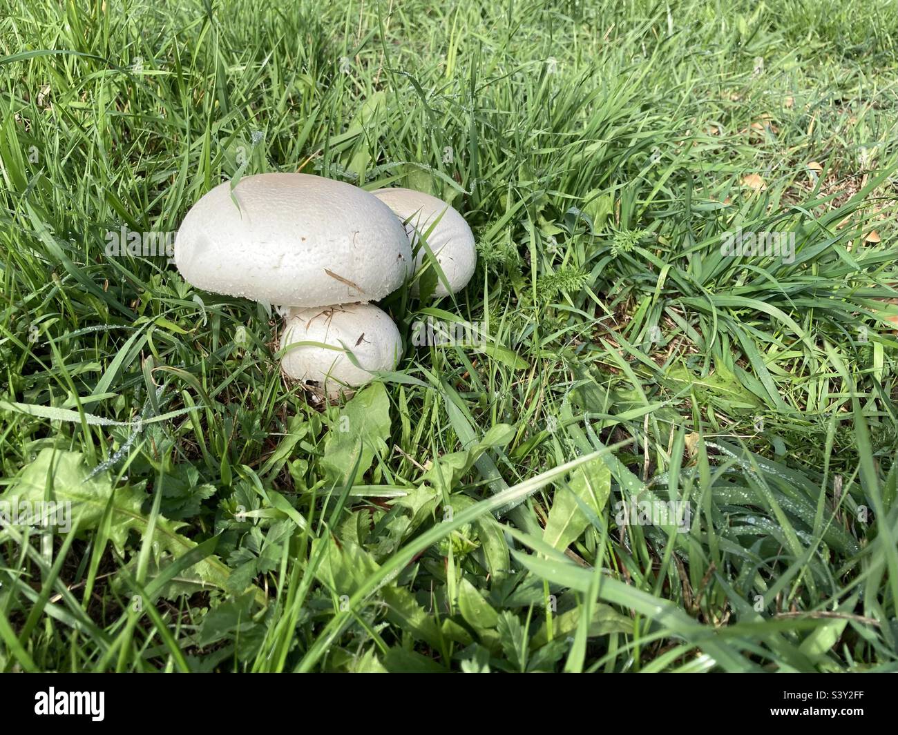 white mushrooms grow on the green meadow - Smartphone Captured Stock Image