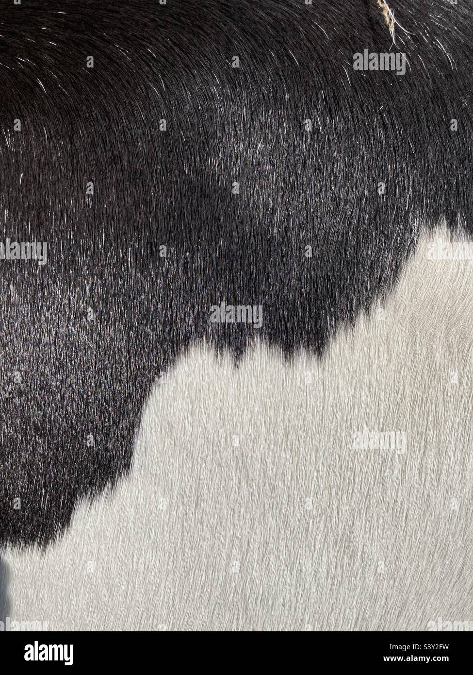 Black and white goat fur pattern - Smartphone Captured Stock Image