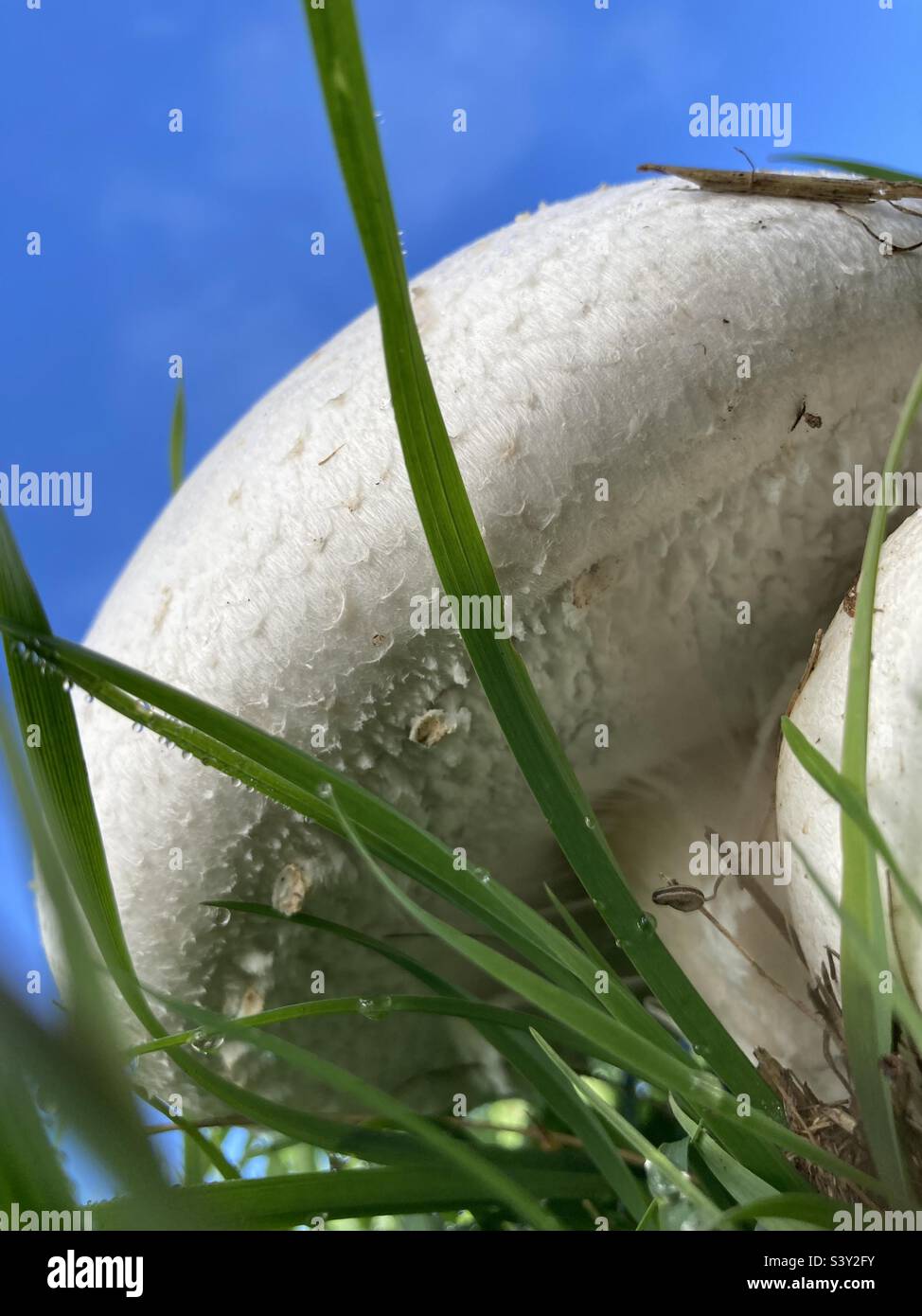 white mushrooms grow on the green meadow against blue sky - Smartphone Captured Stock Image