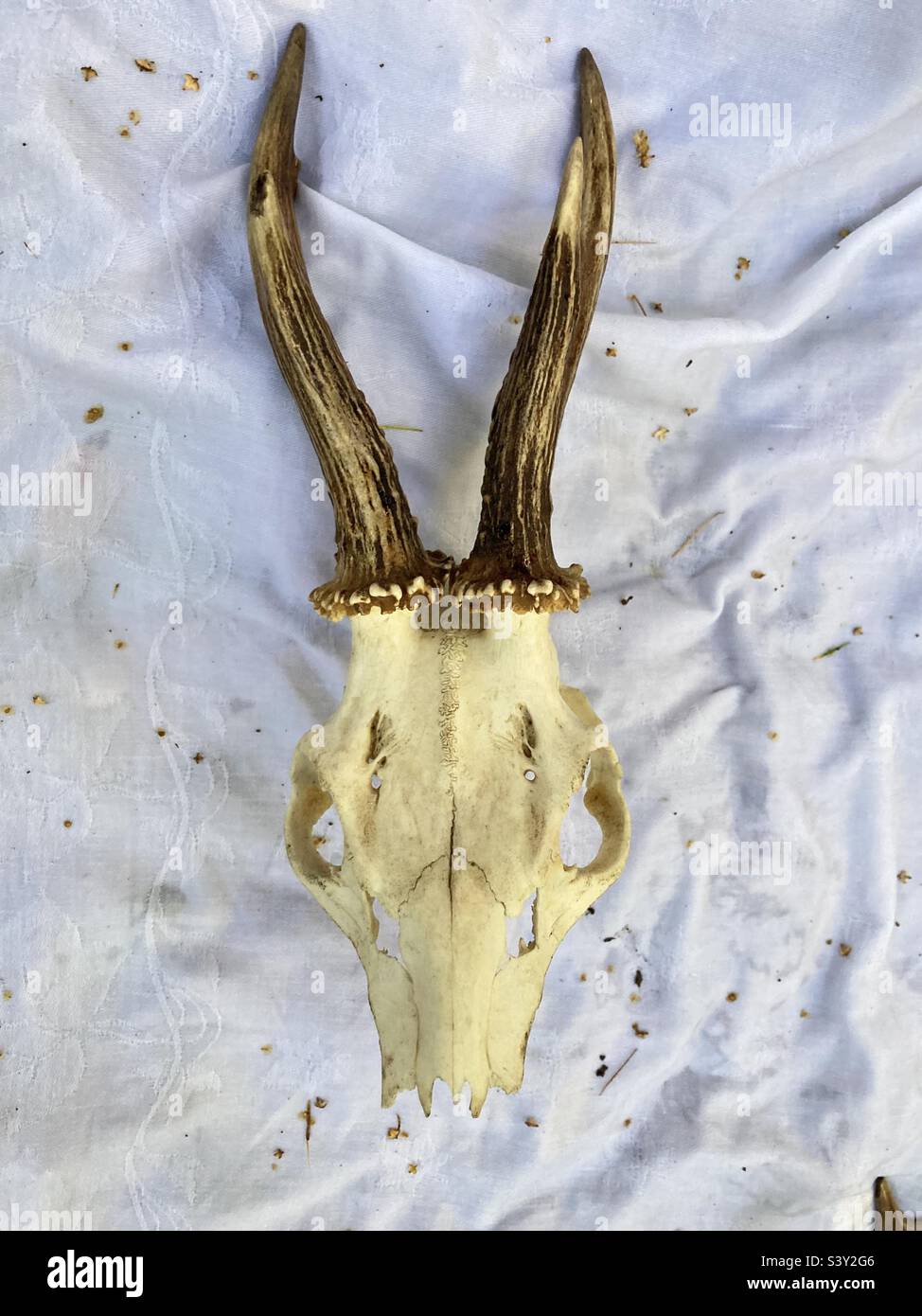 The skull with antlers of a deer - Smartphone Captured Stock Image