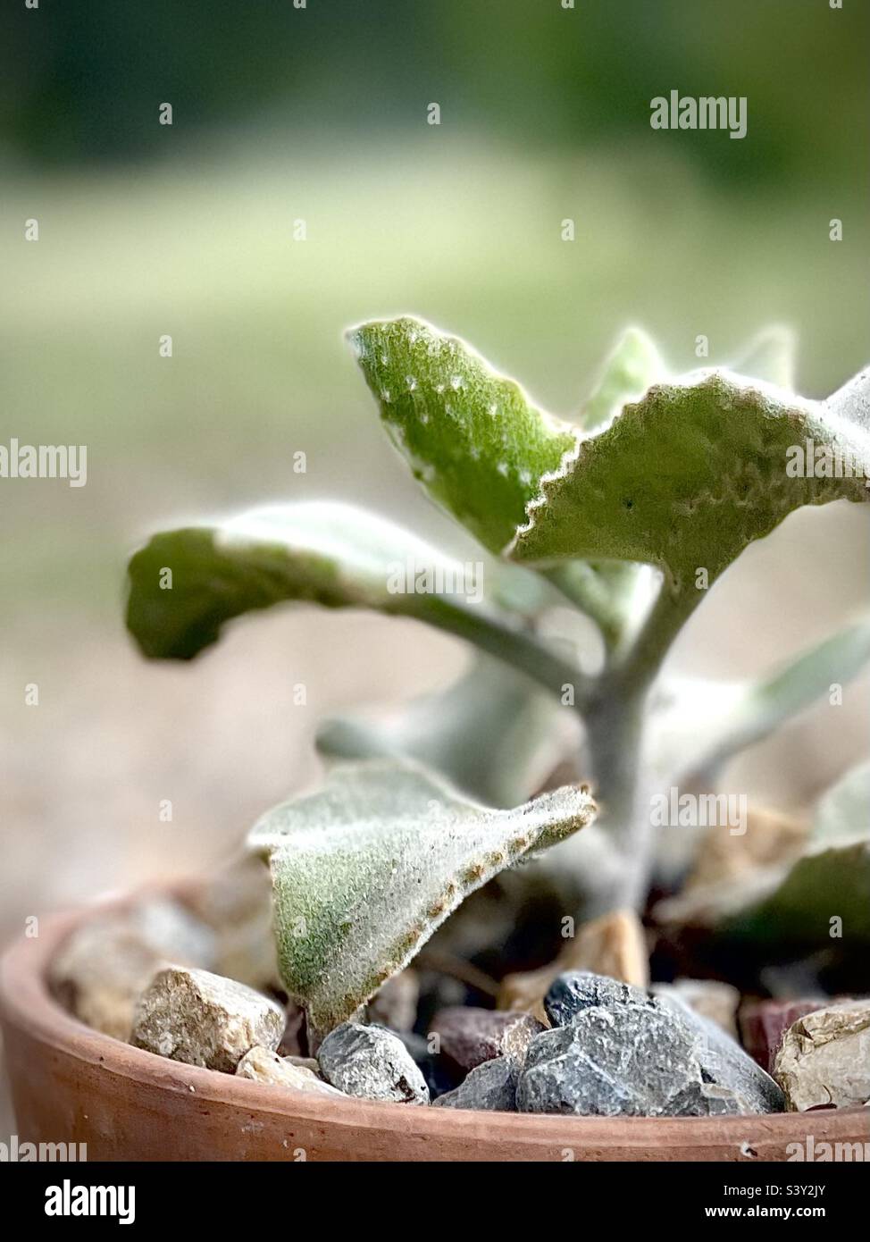 Kalanchoe Fang Plant (Felt Plant) — side view Stock Photo Alamy