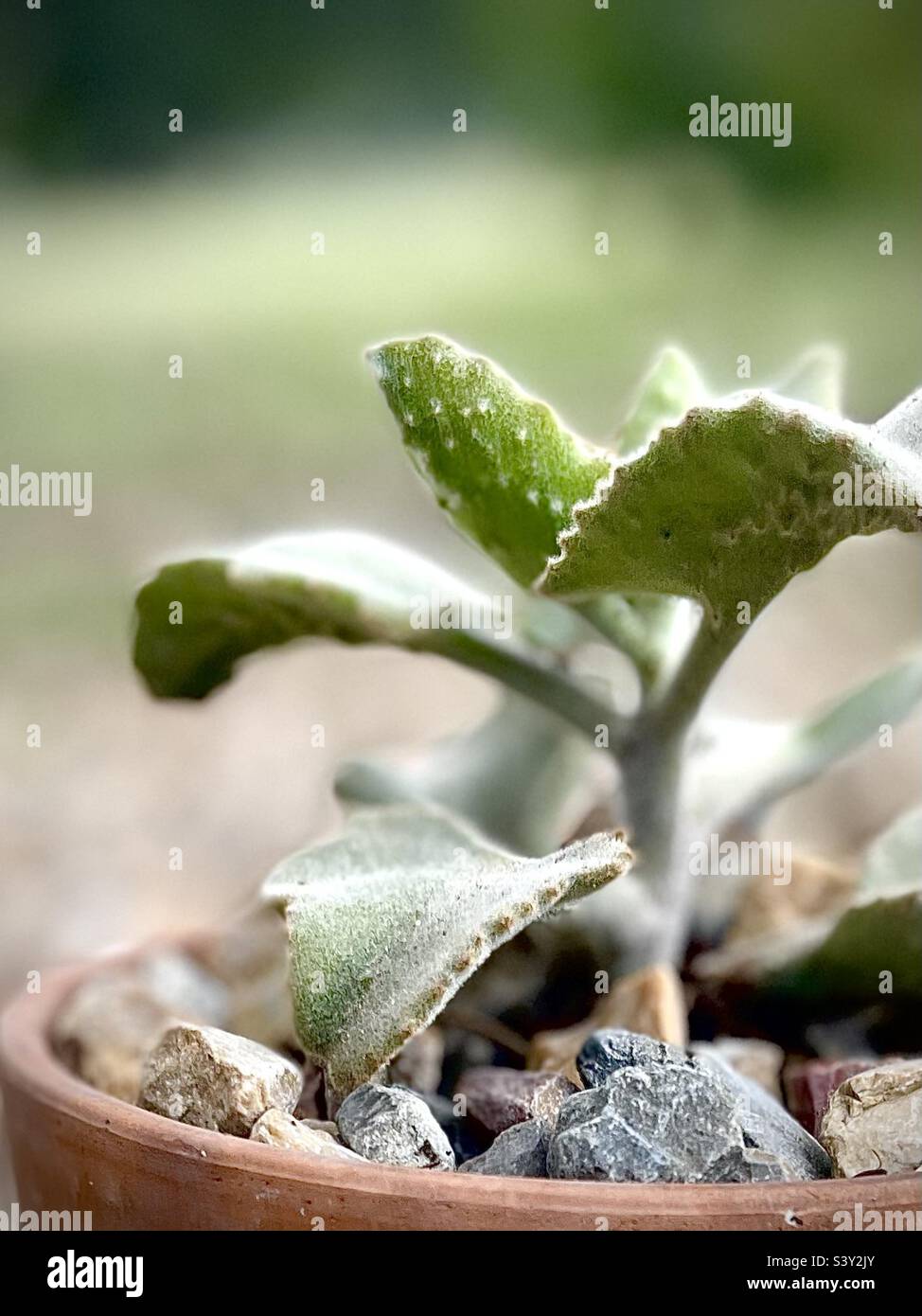 Kalanchoe Fang Plant (Felt Plant) — side view Stock Photo