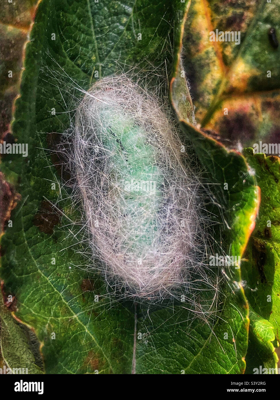 Pale Tussock moth (Calliteara pudibunda) Cocoon constructed inside a apple leaf with larvae preparing to pupation - Smartphone Captured Stock Image