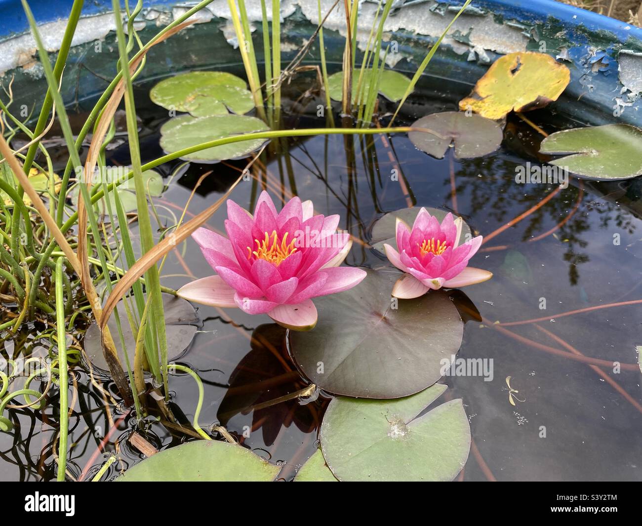 Two pink searoses in water pond garden Stock Photo