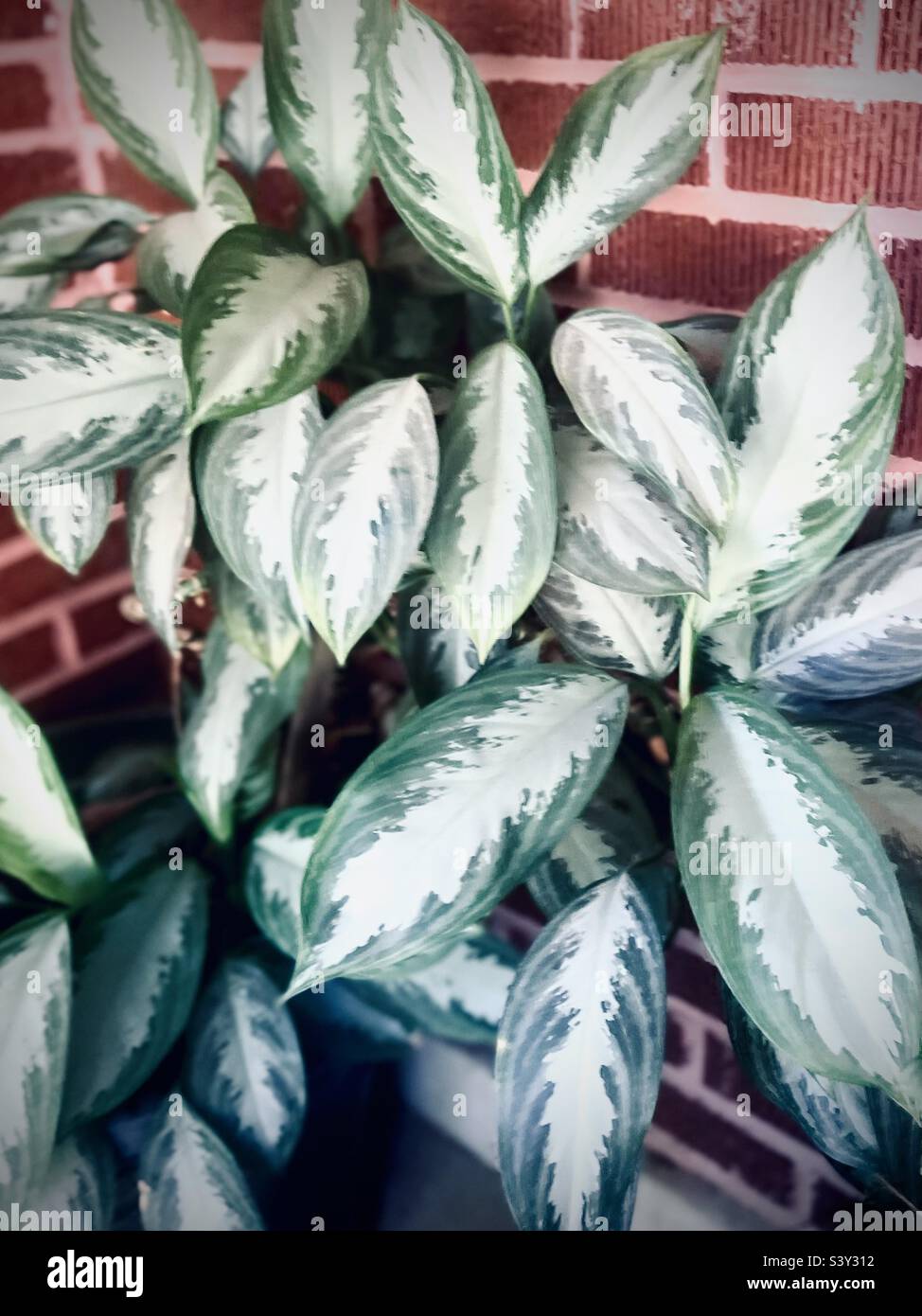 Gorgeous but highly toxic Phillipine evergreen, aka Poison Dart Plants Stock Photo