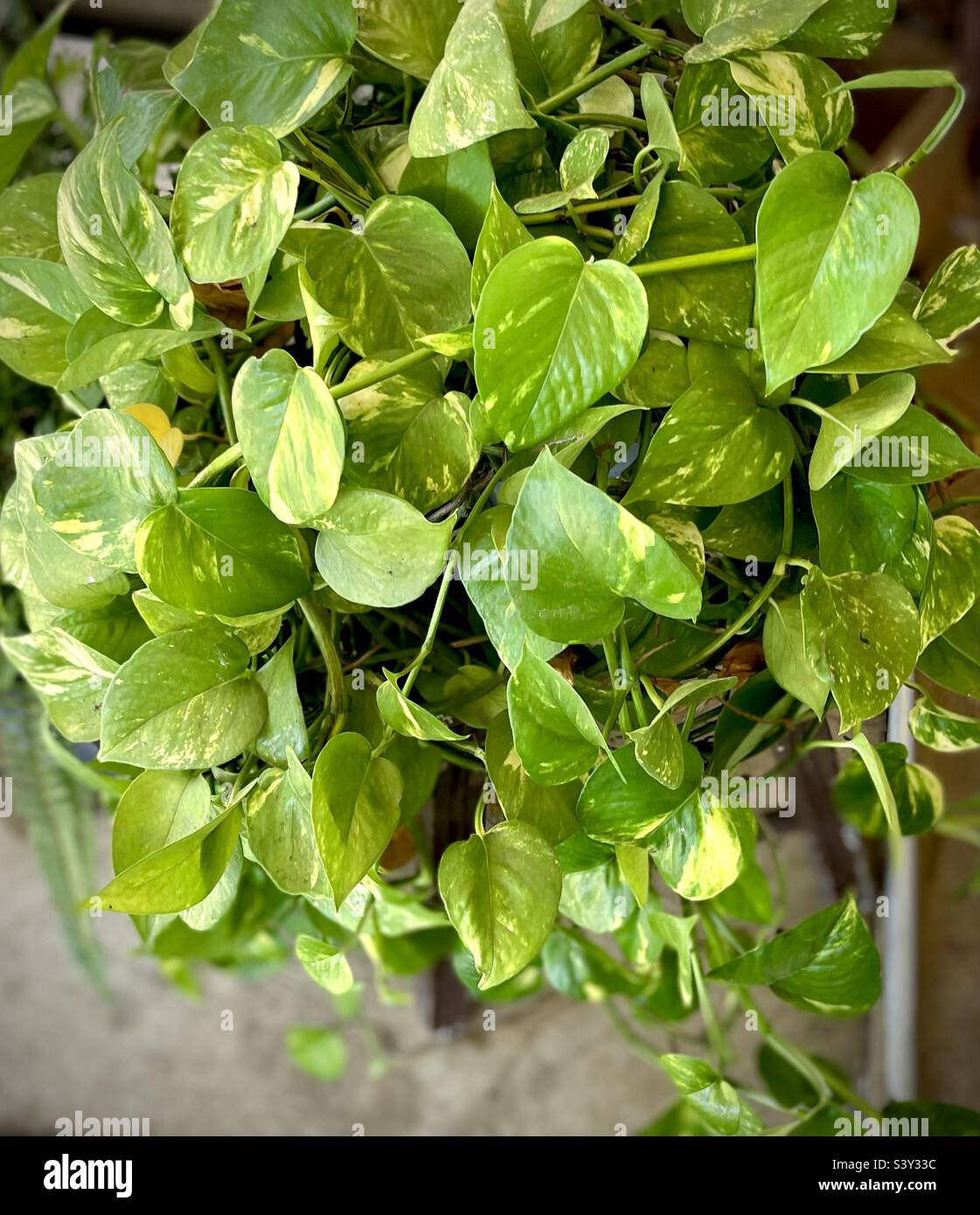 The colorful and variegated Golden Pothos houseplant Stock Photo Alamy