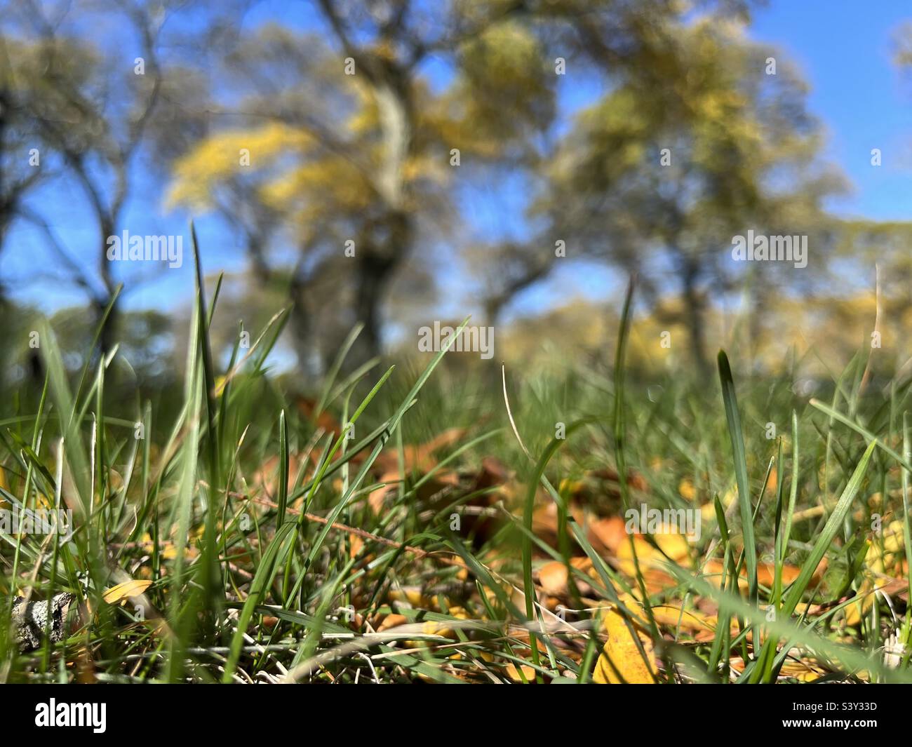 Grasses, Yellow leaves, Autumn trees with Blue sky from insects view - Smartphone Captured Stock Image