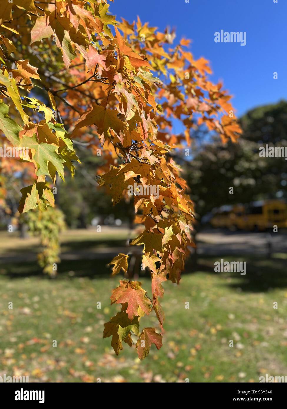 Beautiful orange Maple tree leaves with blue sky Stock Photo - Alamy