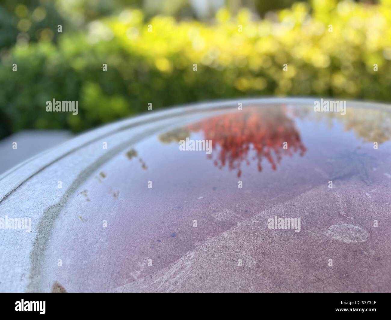 Water mirror on the birdbath - Smartphone Captured Stock Image