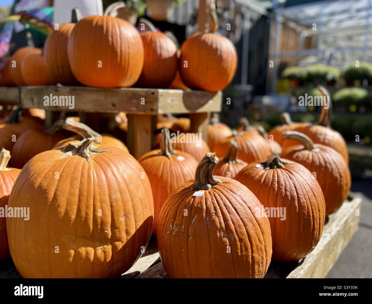 Pumpkins for Halloween Stock Photo - Alamy
