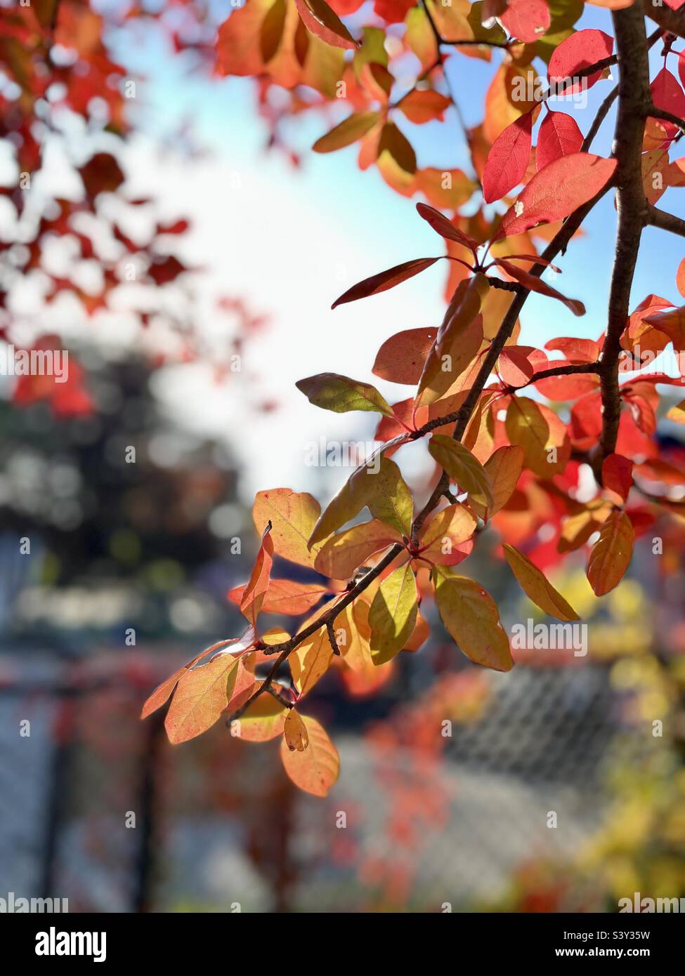 Beautiful orange and red leaves in the fall season - Smartphone Captured Stock Image