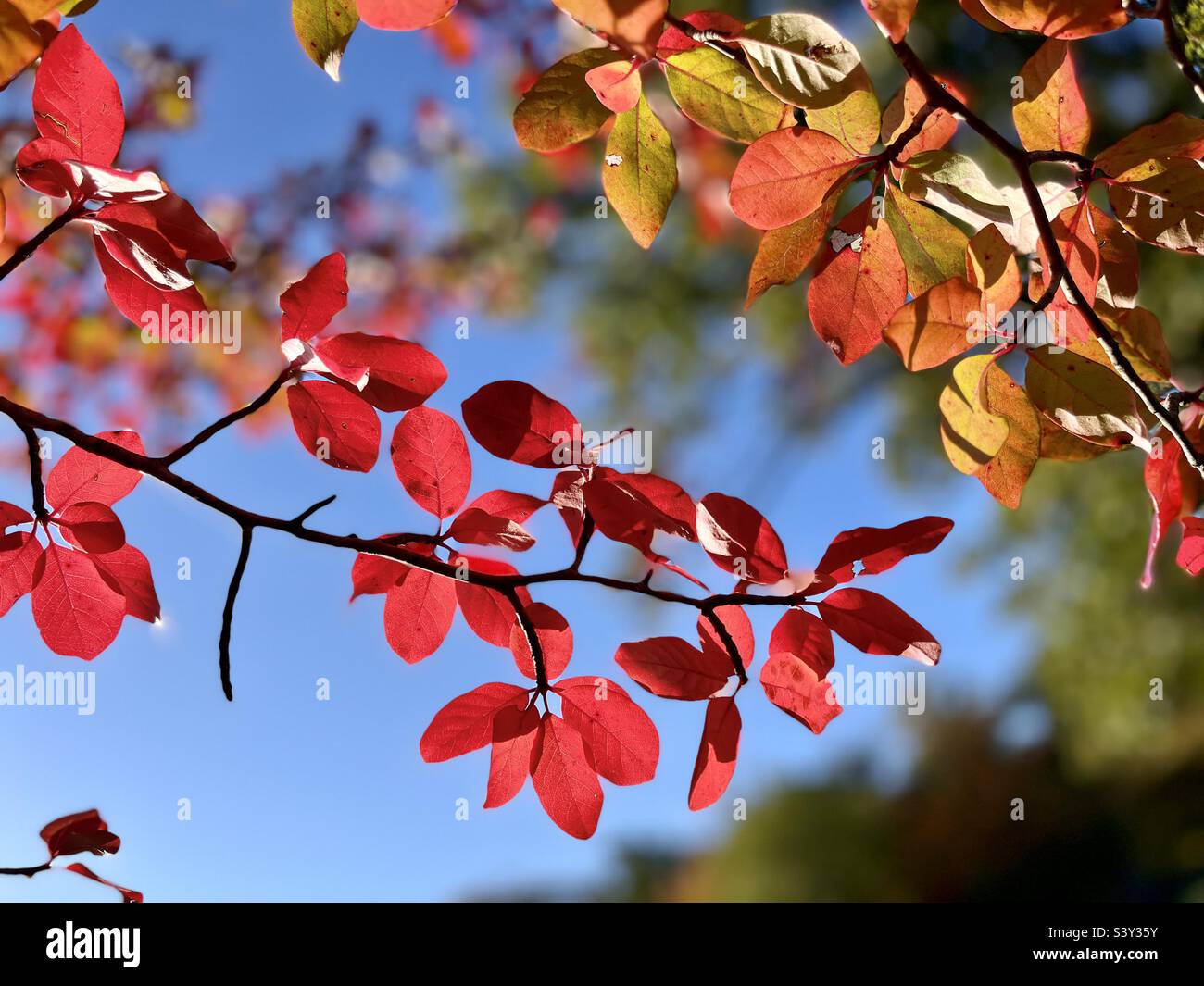 Red and Orange leaves with October blue sky - Smartphone Captured Stock Image