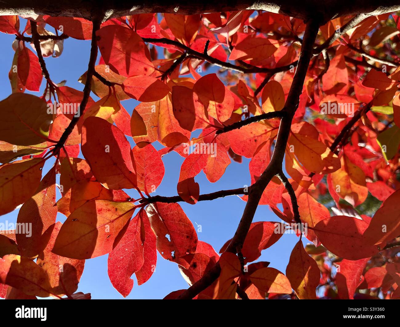Red leaves with blue atmosphere - Smartphone Captured Stock Image