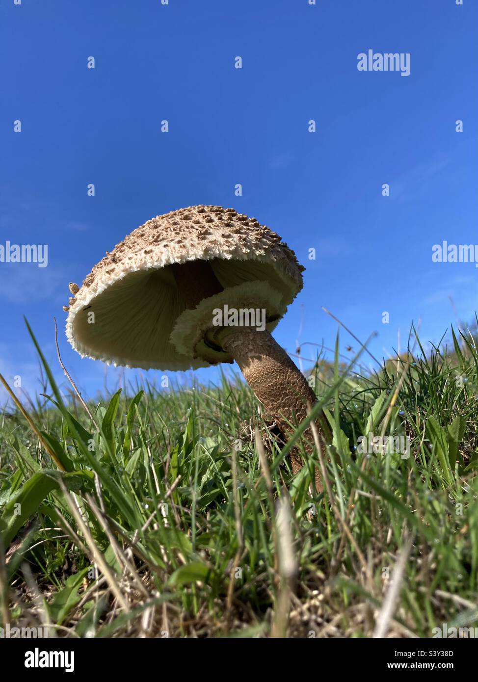 a brown mushroom grows on the green meadow - Smartphone Captured Stock Image