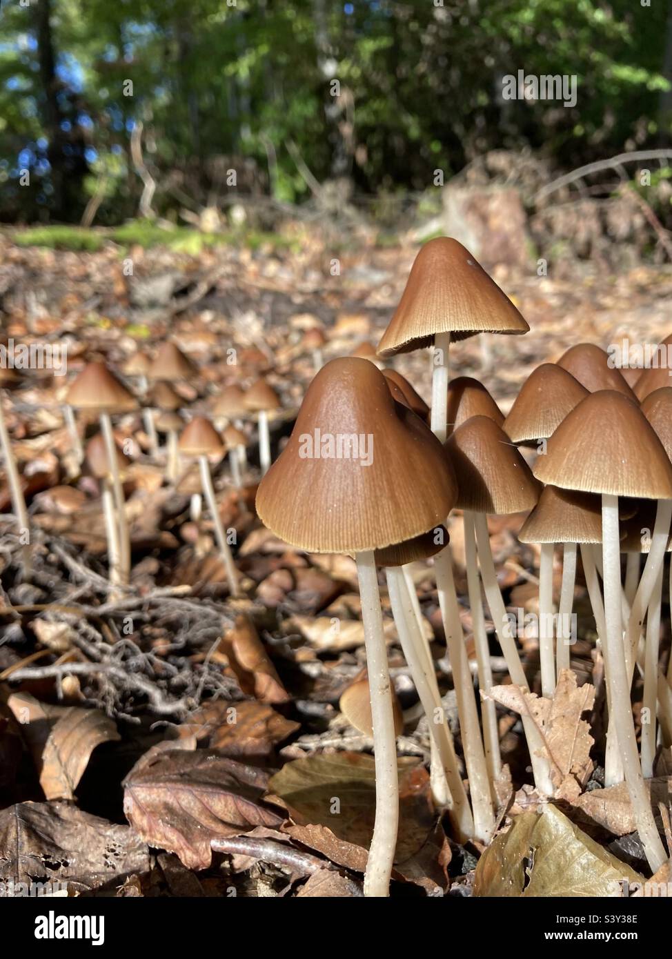 a group of small brown mushrooms grow from the forest floor - Smartphone Captured Stock Image
