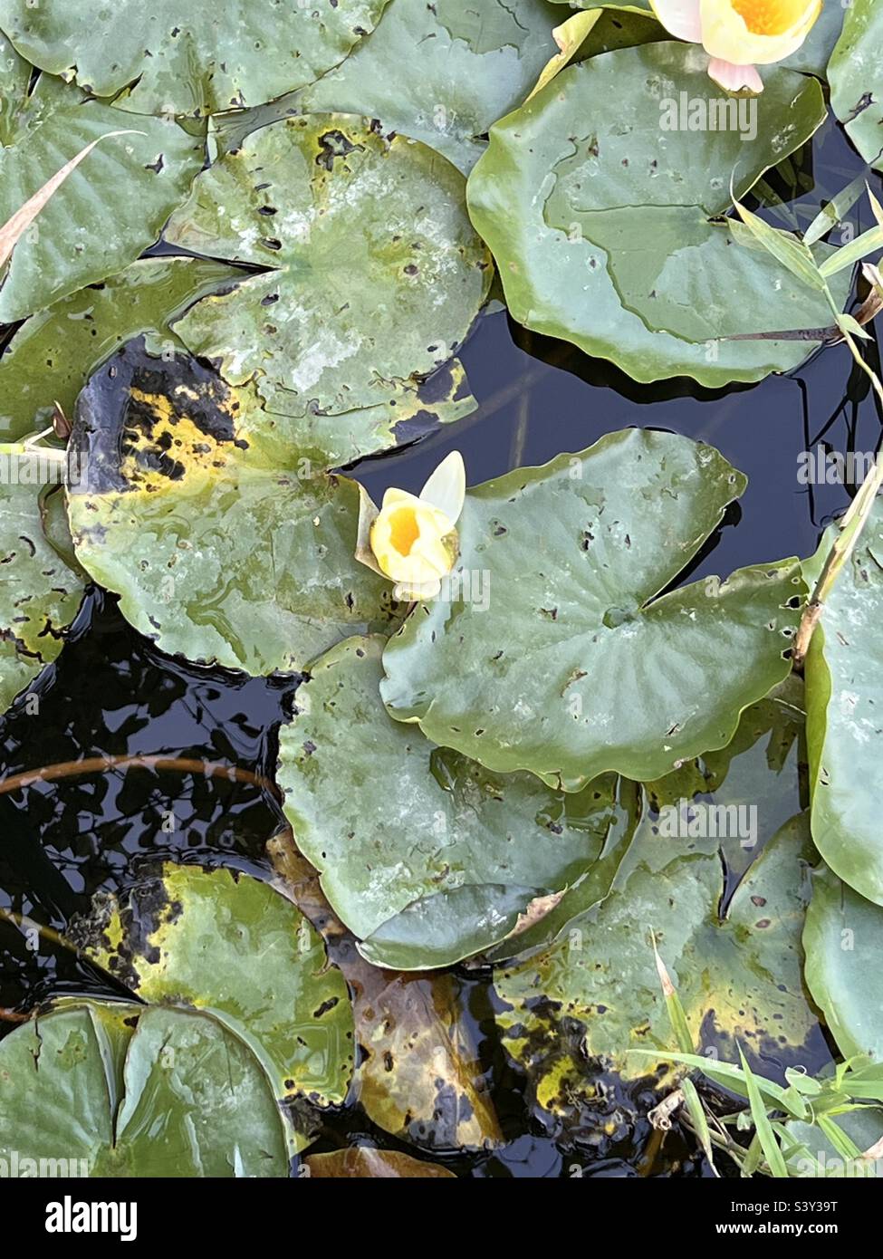 water lilies floating on the water Stock Photo Alamy