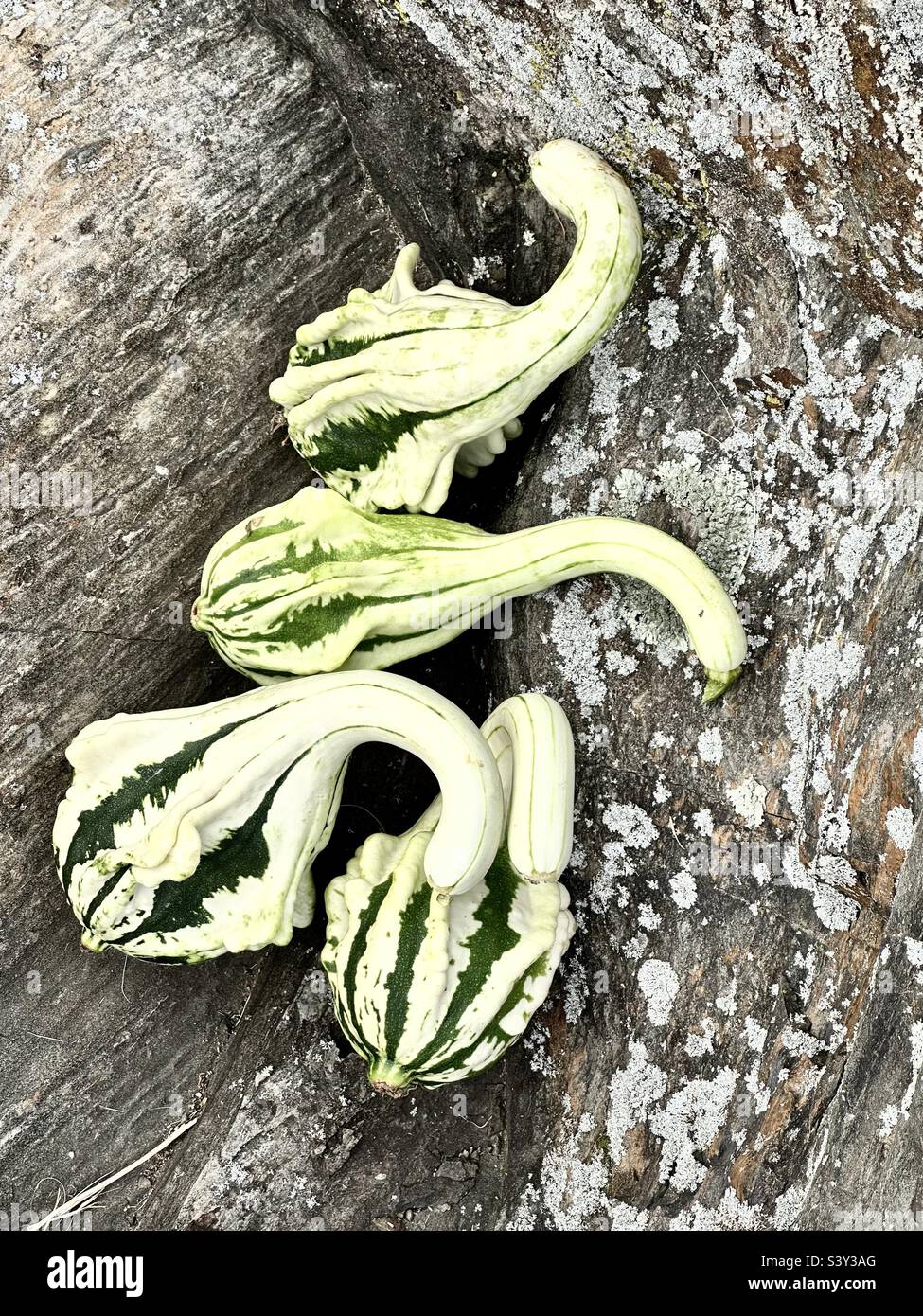 Gourds on a lichen-coated boulder Stock Photo