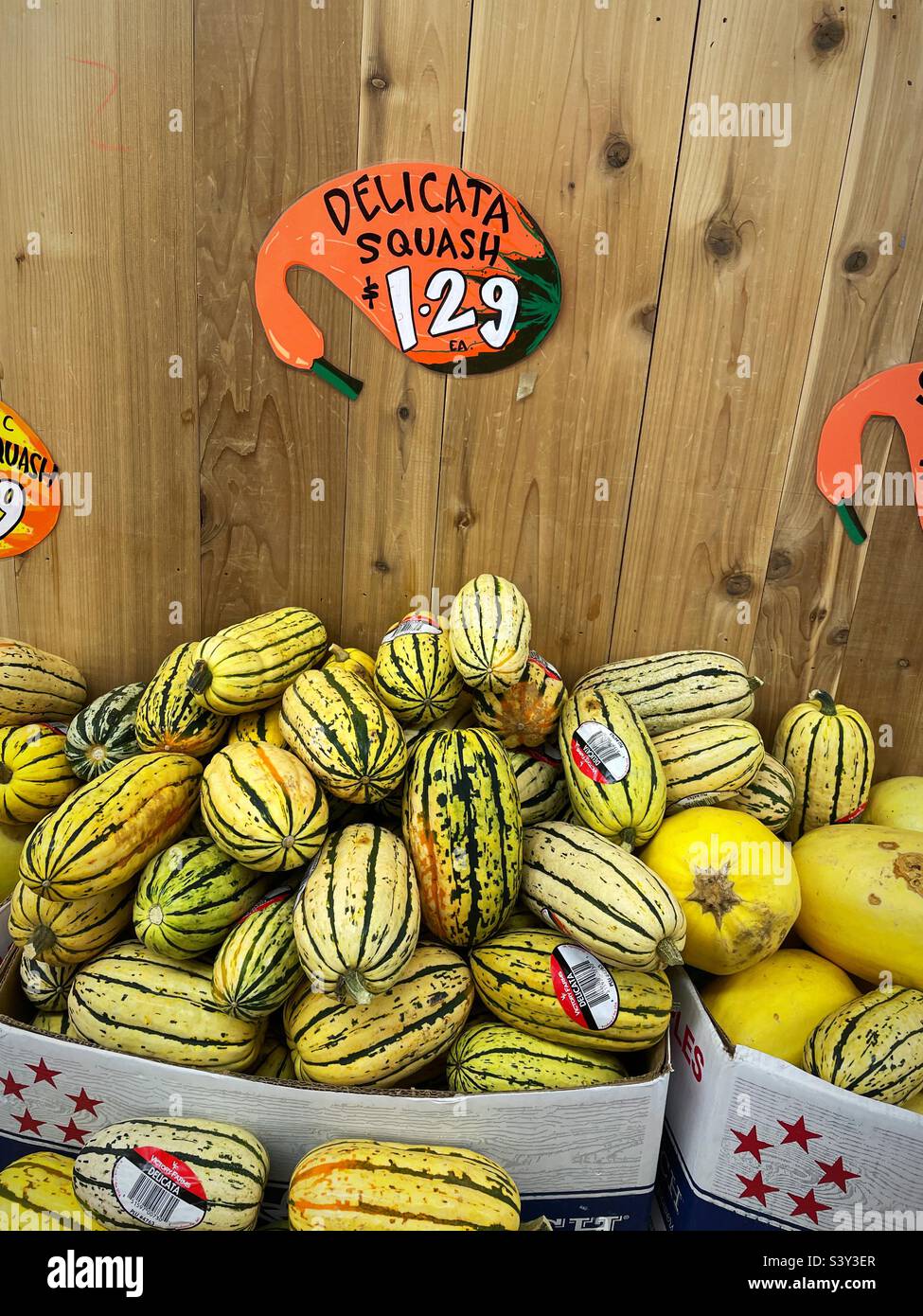 Ben display of Delicata squash in the produce section of a grocery store, USA Stock Photo