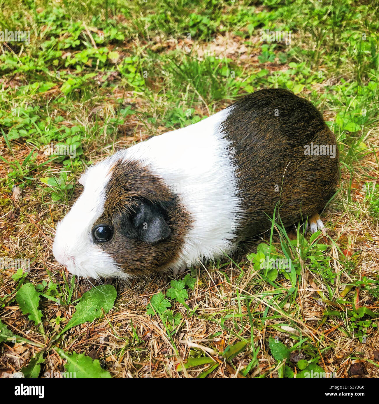 American guinea pig Stock Photo Alamy