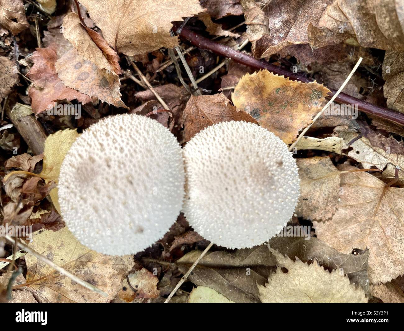 Matured leaves hires stock photography and images Alamy