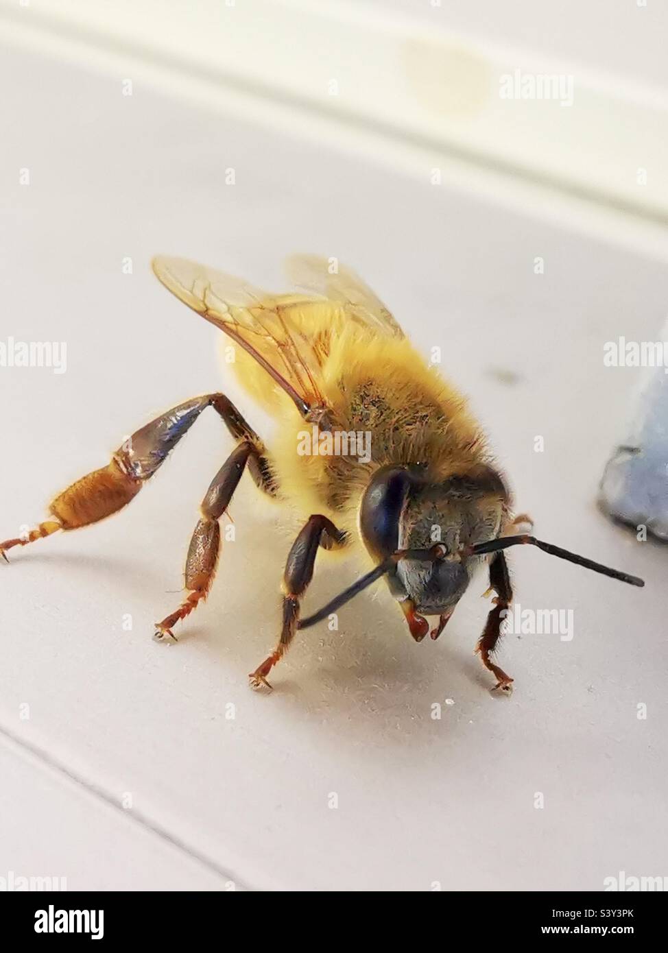 Closeup of a Honey bee. - Smartphone Captured Stock Image