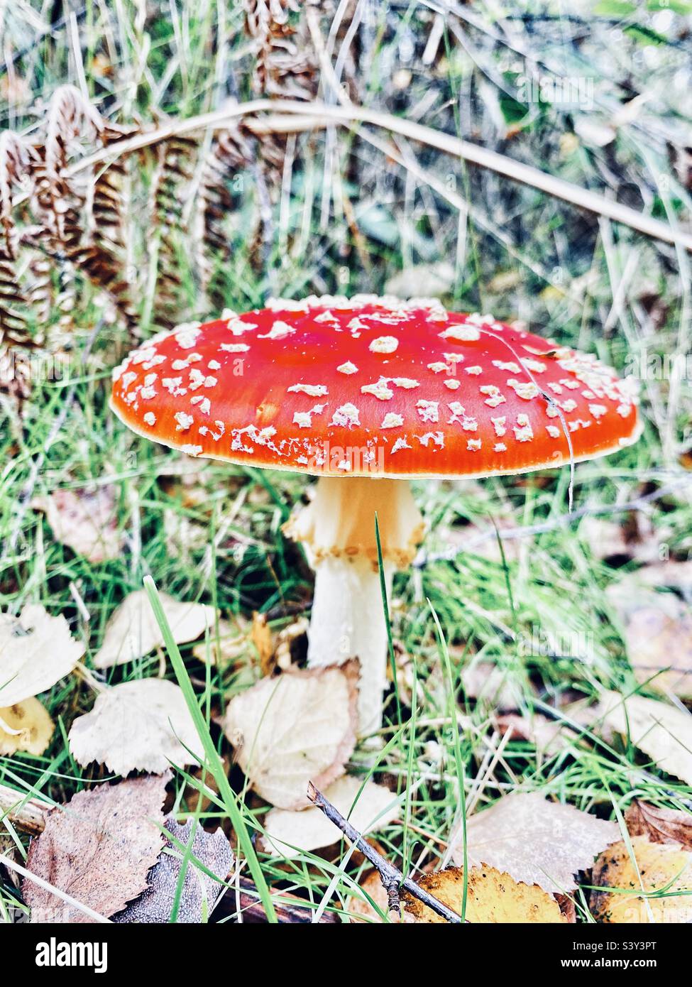 Foraging for mushrooms - Fly Agaric. Red mushroom. Stock Photo