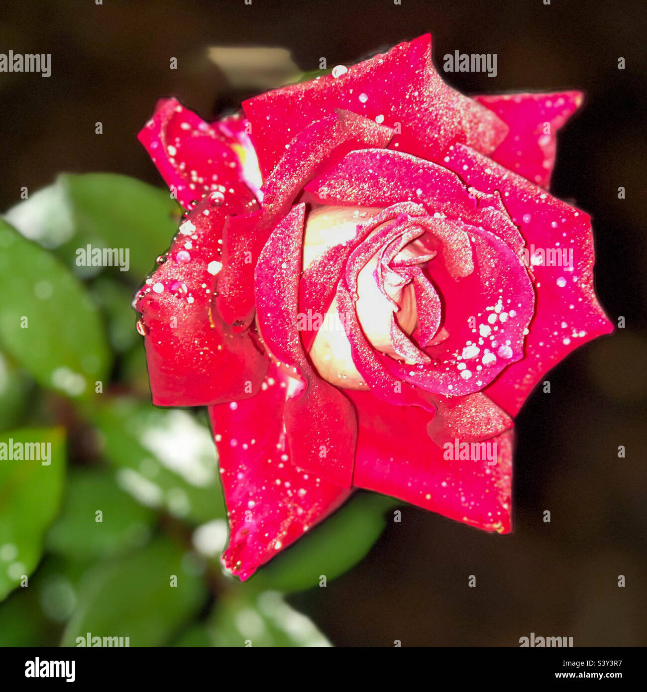 Knockout rose hi-res stock photography and images - Alamy