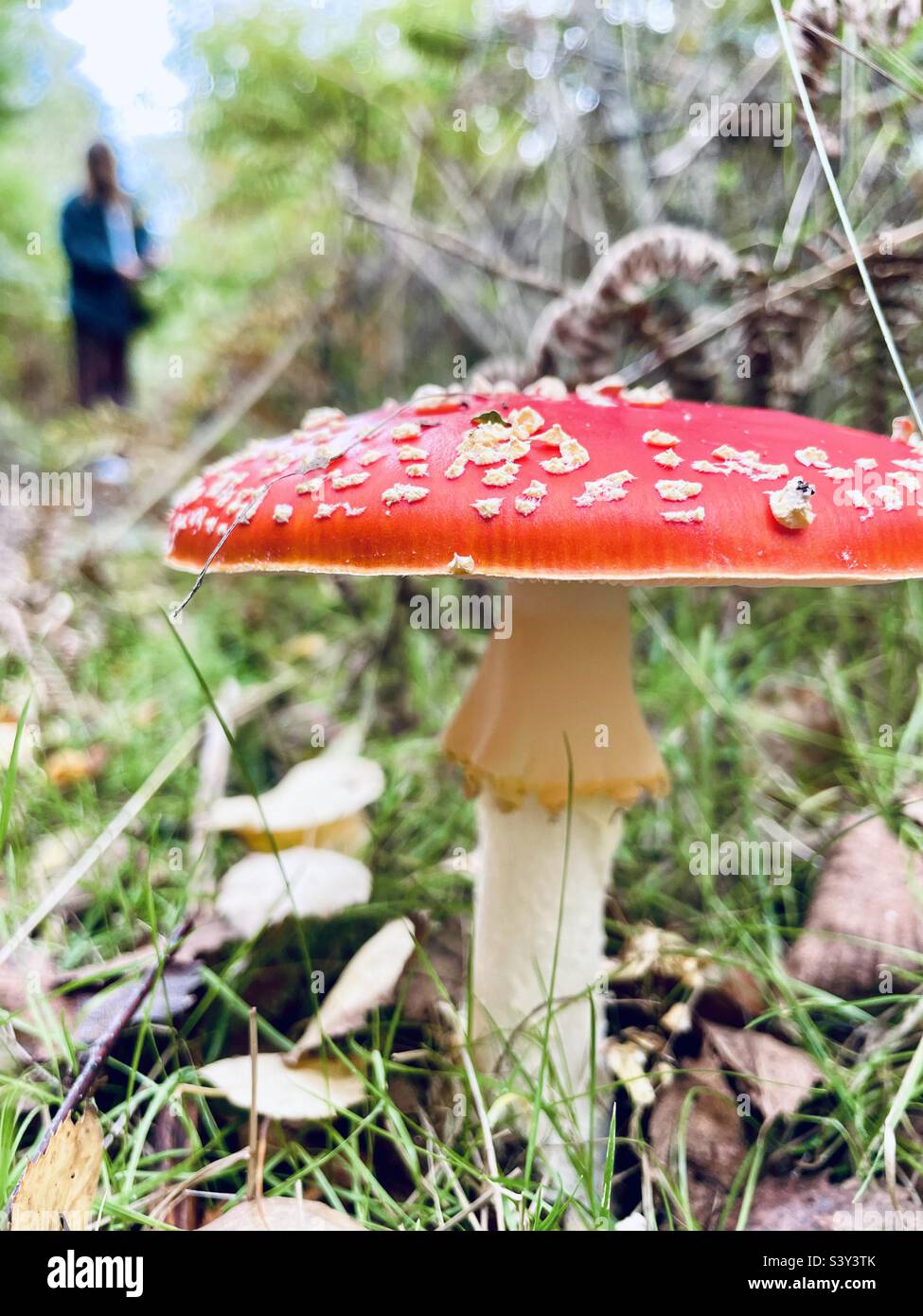 Woman foraging wild mushrooms: here is a Amanita muscaria, commonly known as the fly agaric or fly amanita. Stock Photo