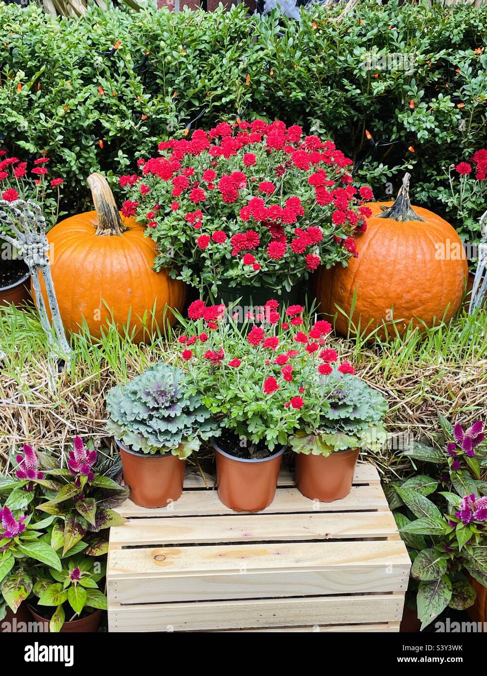 Halloween display of pumpkins and flowers Stock Photo