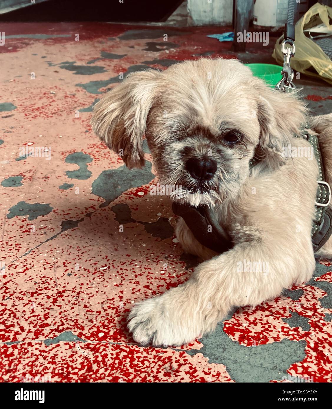 One eyed Henry hanging out in garage - Smartphone Captured Stock Image