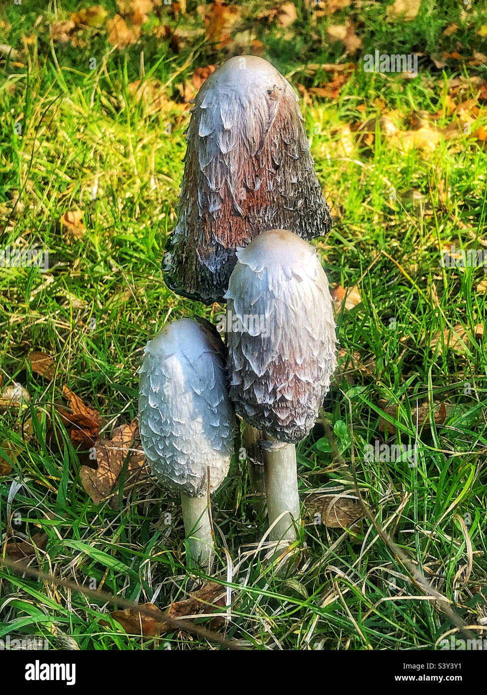 Shaggy ink cap mushrooms or Shaggy mane also known as lawyer's wig, growing in October. Hampshire Forest United Kingdom - Smartphone Captured Stock Image