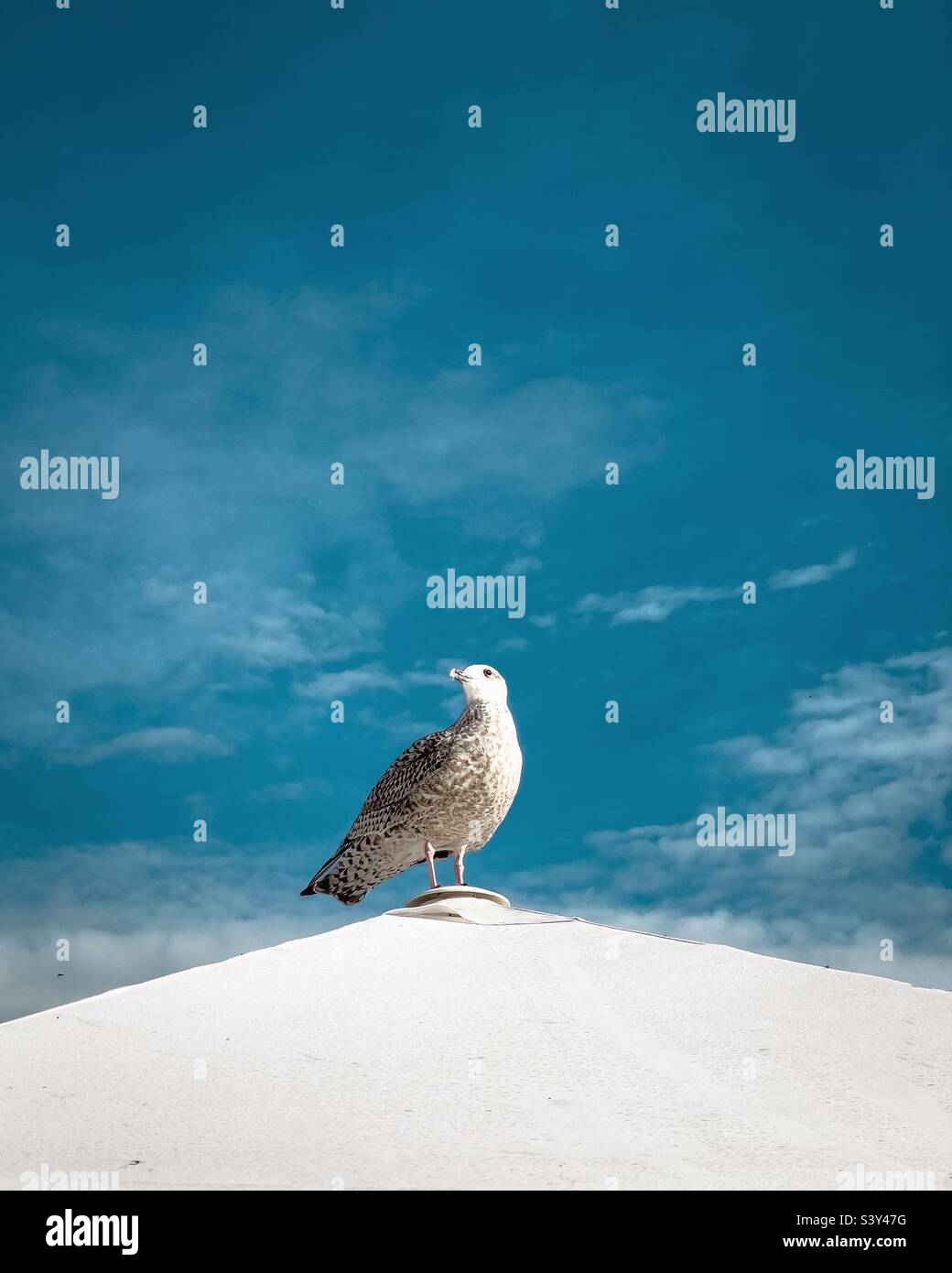 Seagull sitting on a white surface with a blue sky behind Stock Photo