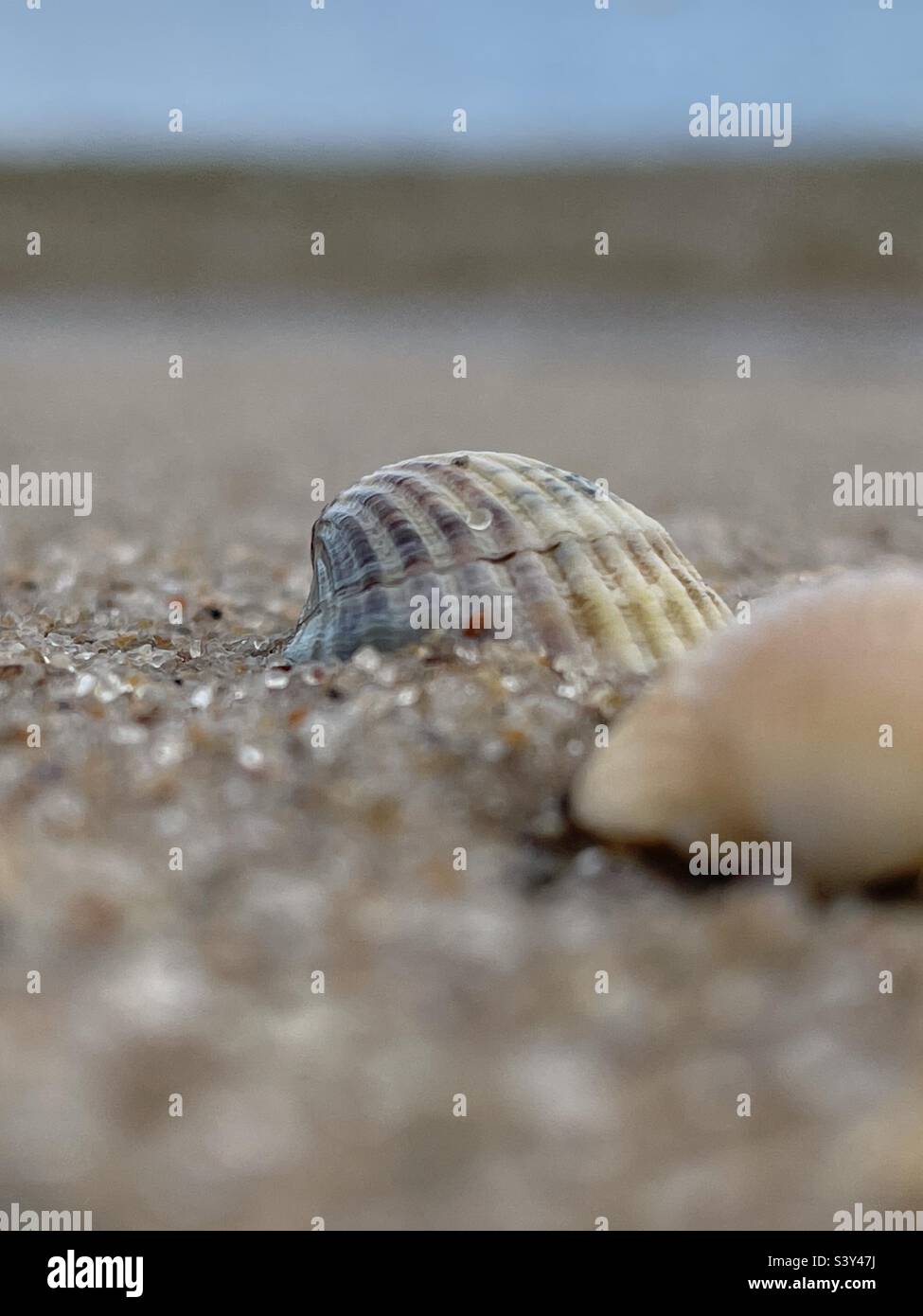 Seashell on a seashore Stock Photo