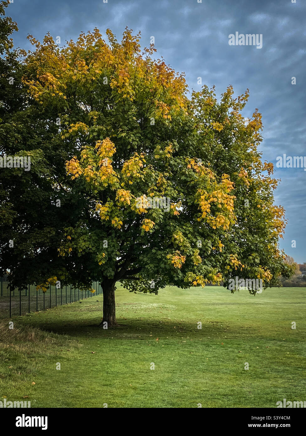 Tree with with green and golden autumn leaves in a in a large grassland  field - Smartphone Captured Stock Image