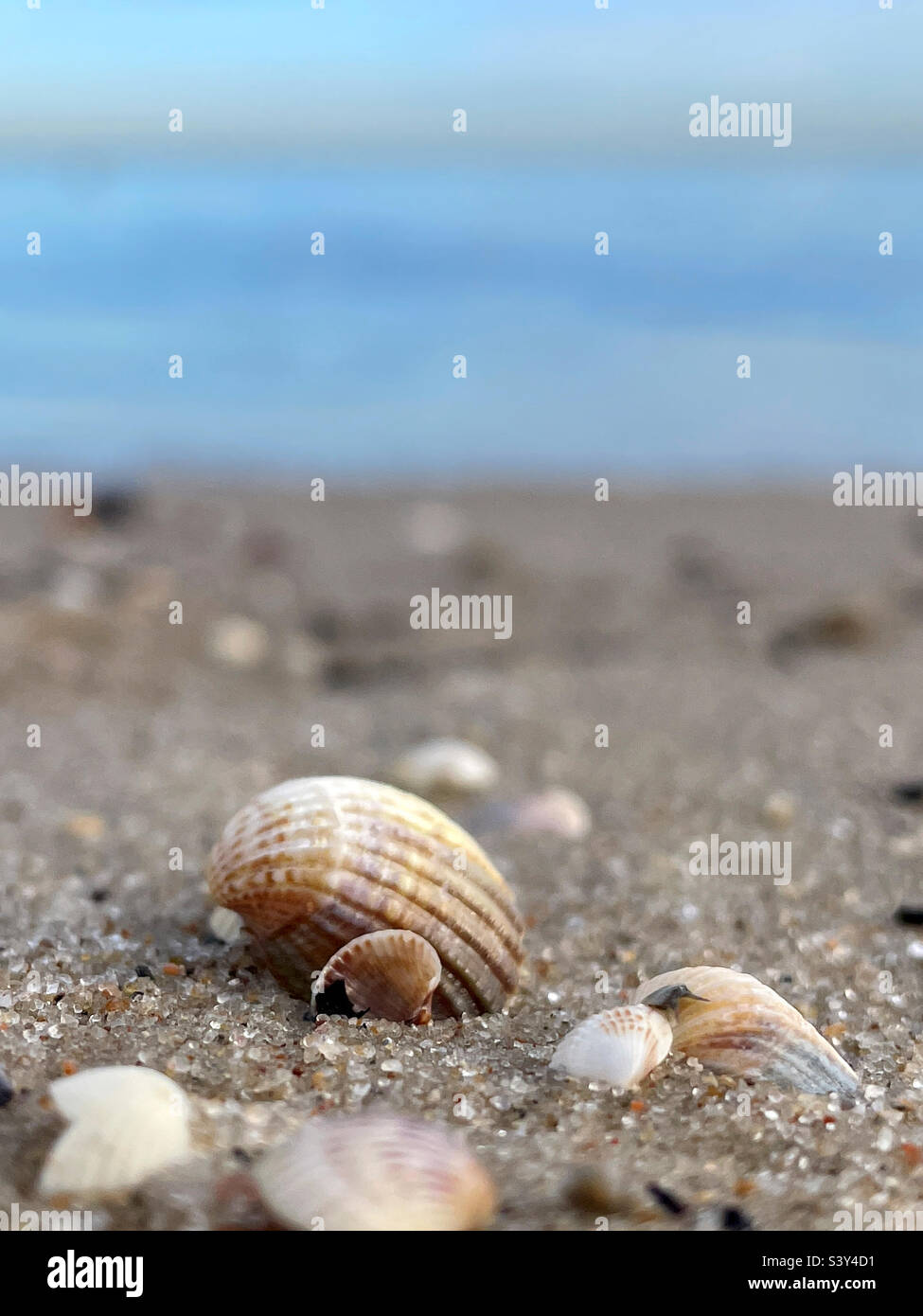 Seashells on a sea shore Stock Photo