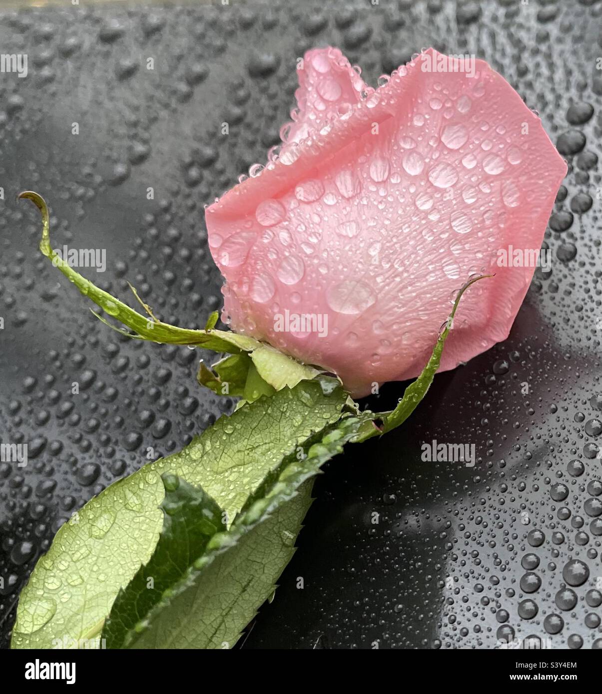 a single pink rose lies on the rain slicked pavement, its petals glistening with delicate droplets that shimmer like diamonds - Smartphone Captured Stock Image