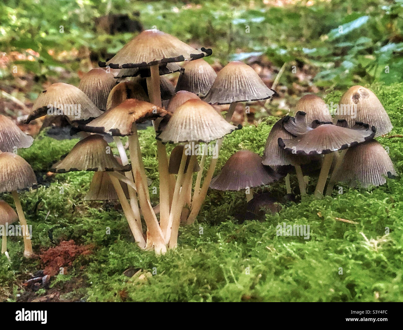 Common ink cap mushrooms  (Coprinopsis atramentaria) Growing in October on a moss covered tree stump, Hampshire park, United Kingdom - Smartphone Captured Stock Image